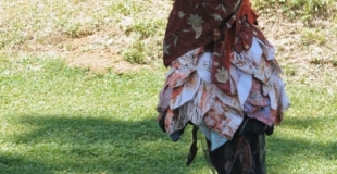 Lilaou la Fée des fleurs