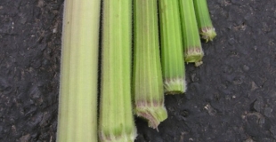 La première flûte du monde, inventée par Taïm et Yuna