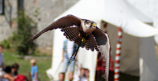 Spectacle de fauconnerie pour événement public ou privé !