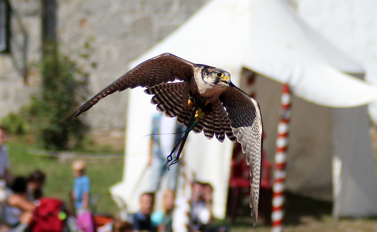 Spectacle de fauconnerie pour événement public ou privé !