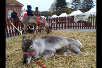 Le petit monde d'Aïlo