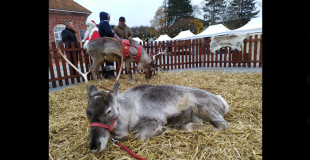 Le petit monde d'Aïlo