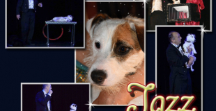 Jazz le chien