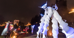Echassiers blancs lumineux en parade