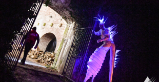 Echassiers blancs lumineux