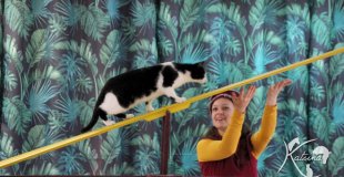 Un chat avance sur une planche à bascule