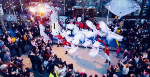 Le bal des cygnes - Paon