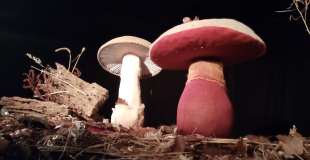 marionnettes champignons