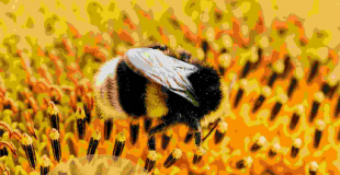 Contes nature autour d'un habit d'herbes folles