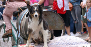 FAMILLE DÉPRÉS - chien 2 -DOG TRAINER