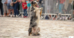 FAMILLE DÉPRÉS - chien - DOG TRAINER