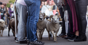 FAMILLE DÉPRÉS - tunnel - DOG TRAINER