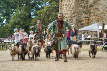 MOUTONS SACRÉS - Affiche - DOG TRAINER