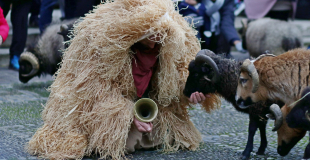 MOUTONS SACRÉS - mouton et public - DOG TRAINER