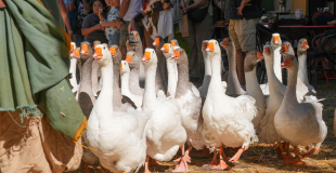 OIES SACRÉES - oies sacrées - DOG TRAINER