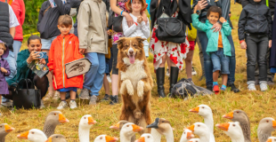 OIES SACRÉES - troupeau et chien 2 - DOG TRAINER