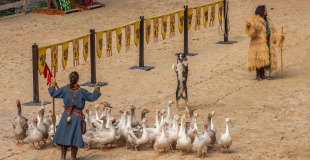 OIES SACRÉES - troupeau et juliette - DOG TRAINER