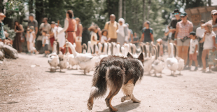 OIES SACRÉES - troupeau et chien - DOG TRAINER