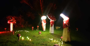 champignons féeriques