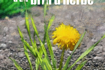 Illustration Nicolas Dépagne