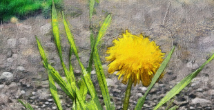 Illustration Nicolas Dépagne