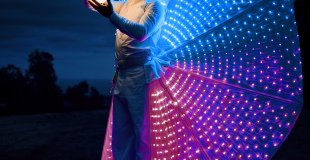 Echassiers blancs élégants 