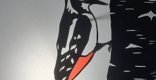 Le pic épeiche