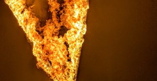 Paon de feu